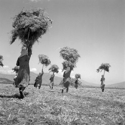 Μεταφέροντας τα άχυρα, Γυρτώνη Λάρισας, 1948