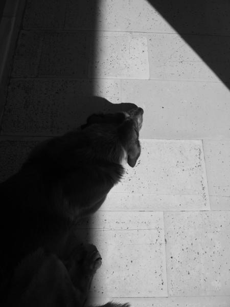 ασπρόμαυρη φωτογραφία, μάυρος σκύλος ξαπλωμένος στο πάτωμα
