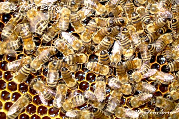 μέλισσες στην κηρήθρα