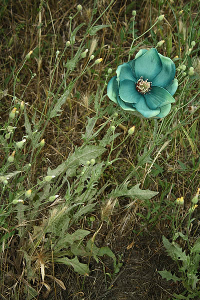 γαλάζιο λουλούδι
