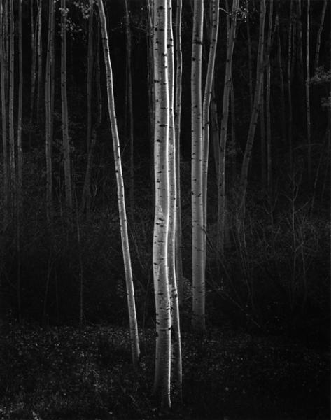 ασπρόμαυρη φωτογραφία, κορμοί δέντρων, Aspens, Northern New Mexico, 1958