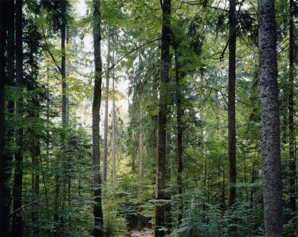 δάσος, © Thomas Struth / Prix Pictet 2010