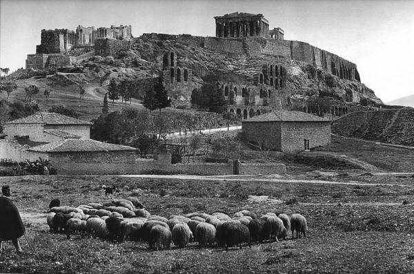 φωτογραφία: Fred Boissonnas / Πρόβατα κάτω από την Ακρόπολη, 1903
