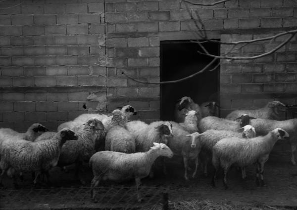 ασπρόμαυρη φωτογραφία / πρόβατα μπροστά σε κτήριο