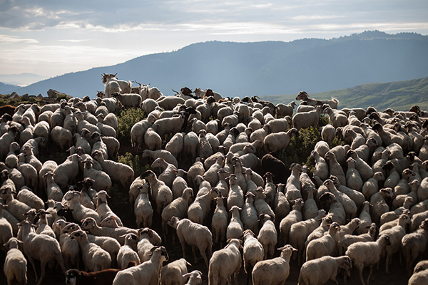 πρόβατα σε βουνοπλαγιά