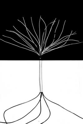 δέντρο, ασπρό-μαύρο, φωτογραφία