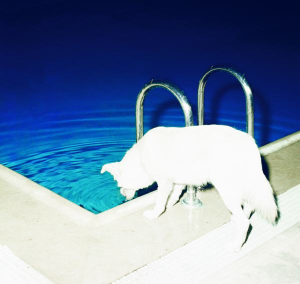 άσπρο σκυλί πίνει νερό από πισίνα