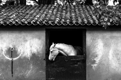 άσπρο άλογο, κτήριο, ασπρόμαυρη φωτό