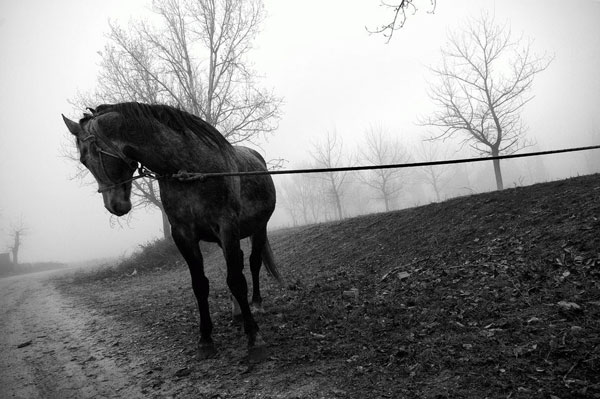 ασπρόμαυρη φωτογραφία, άλογο