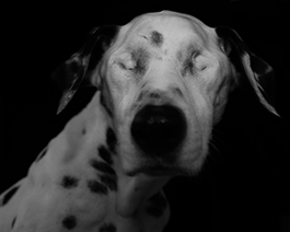 With whom do I have the pleasure?, άσπρος σκύλος με κλειστά μάτια