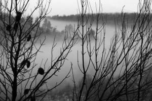 κλαδιά δέντρων, τοπίο με ομίχλη