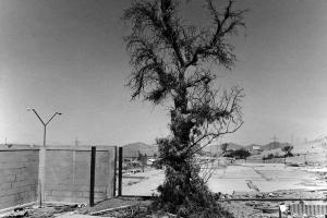 ασπρόμαυρη φωτογραφία, δέντρο σε θεμέλια γκρεμισμένου σπιτιού