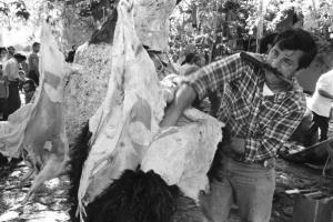 άντρας βγάζει το δέρμα από σκοτωμένο ταύρο