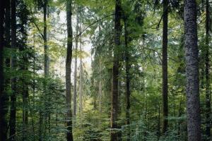 δάσος, © Thomas Struth / Prix Pictet 2010
