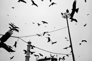 πουλιά πετάνε πάνω από μνημείο