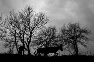 ασπρόμαυρη φωτογραφία, ζευγάς και βόδι