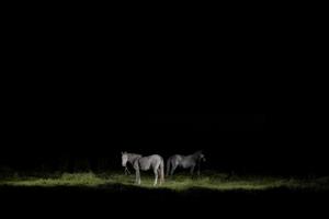 δύο άλογα το βράδυ σε κάποιο λιβάδι, φώτα