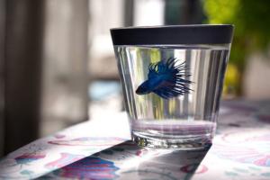 μικρό μπλε ψάρι μέσα σε ένα μικρό ποτήρι με νερό