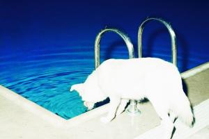 άσπρο σκυλί πίνει νερό από πισίνα