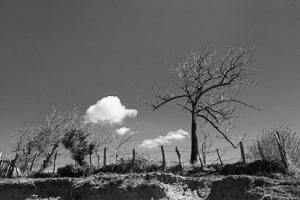ασπρόμαυρη φωτογραφία / σύννεφο, δέντρο, στρούγκα