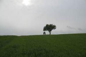 σκηνή από την ταινία "Αρκαδία Χαίρε", τοπίο σε λιβάδι, δέντρο