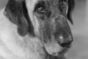 flyer εκδήλωσης